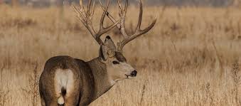 Mule Deer Hunting In United States Bookyourhunt Com