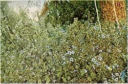 Image result for Mimulopsis