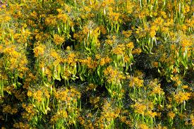 Image result for Senna artemisioides