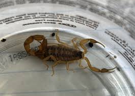 Image result for Scorpion