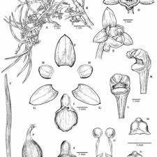 Image result for Dactyladenia gilletii