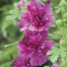 Image result for Alcea rosea