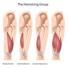 Hamstring Stretch Chronically Tight Hamstrings