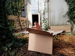 So könnte dein hühnerstall aussehen, nachdem du ihn mit der bauanleitung schutz vor feinden und eindringlingen: Huhnerstall Selber Bauen I Einige Tips Und Tricks Zum Wohle Der Huhner