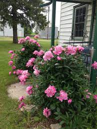 To Help My Peonies Stay Upright I Use A Tomato Cage As It Grows In The Spring I Feel Them Thru The Centre Of The Cage As It De Tomato Cages