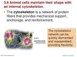 Check spelling or type a new query. Chapter 3 Cells C 2017 Pearson Education Inc Ppt Download