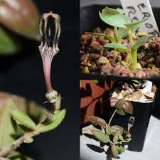 Image result for Ceropegia rendallii