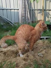 Evcil Hayvanlarda Kabizlik Nasil Tedavi Edilir My Animals