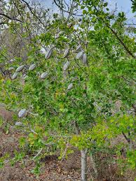 Image result for Syngonanthus wahlbergii