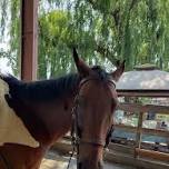 Havdalah with the Horses — Congregation Ner Shalom