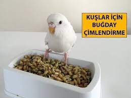 kuslar icin bugday cimlendirme kus muhabbet kuslari papagan