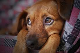 Rocha, but if it persists or gets worse, get your dog to the vet. 6 Signs Your Dog Is Sick