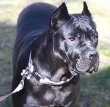 Puppyfinder.com is secure, simple and efficient way to find a puppy, sell a puppy or addopt dogs via internet. Cane Corso Bloodline Goldenacresdogs Com Champion Bloodline Cane Corso Italian Mastiff For Sale In Bes Cane Corso Mastiff Puppies For Sale Cane Corso Puppies
