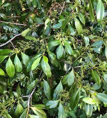 Image result for Psydrax