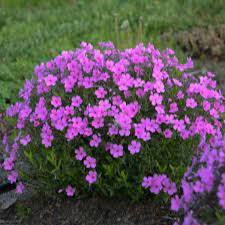 Keep reading to learn more about the difference between thrift and phlox plants. Phlox Pink Minuet Pp31170 Walters Gardens Inc