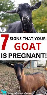 I've only found 3 ways to tell if your goat is pregnant: How To Tell If A Goat Is Pregnant 7 Signs The Organic Goat Lady