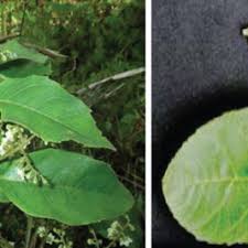 Image result for Maesa lanceolata