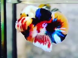 Cupang adalah layanan home service untuk cuci mobil yang praktis. Cupang Multi Color Youtube