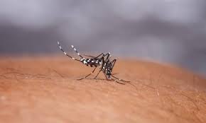 Minum air putih tidak hanya berguna mencegah dehidrasi tubuh, namun juga memiliki berbagai manfaat lainnya bagi kesehatan. Gejala Demam Berdarah Dbd Penyebab Penyakit Dbd Pertolongan Pertama Dan Pengobatannya Cermati Com