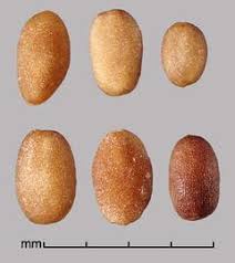 Image result for Spermacoce deserti