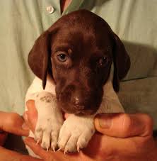 The german shorthaired pointer (gsp) is a medium to large sized breed of dog developed in the 19th century in germany for hunting. German Shorthaired Pointer Puppies For Sale Michigan Mi 79962