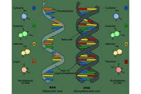 Biological Polymers Proteins Carbohydrates Lipids