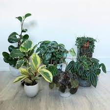 Peperomia Varieties Plants Peperomia Peperomia Plant