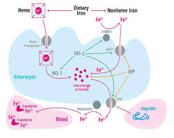 Für gesundheit, für vitalität, fürs wohlbefinden Tony Breu On Twitter 1 Why Do We Use Vitamin C Ascorbic Acid To Promote Iron Absorption This Question Will Lead Us Down Fascinating Historical Paths And Eventually Provide An Explanation To