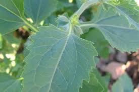 Image result for Verbesina encelioides