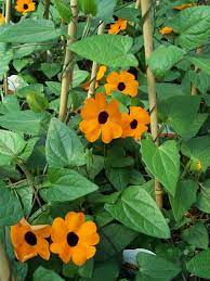 Pin On Privacy Landscaping