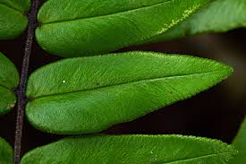 Image result for Pellaea doniana