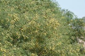 Image result for Prosopis juliflora