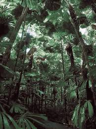 Jungle Path The Mighty Jungle Nature Jungle Vibes