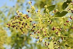 Image result for Salvadoraceae