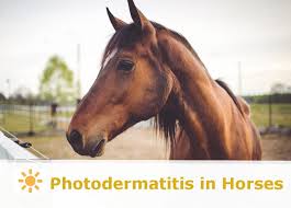 Image result for Photodermatitis