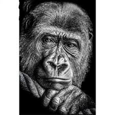 50% sativa /50% indica thc: Buy 5d Diy Diamond Painting Gorilla Embroidery Cross Stitch Mosaic Home Decoration Gif At Affordable Prices Price 5 Usd Free Shipping Real Reviews With Photos Joom