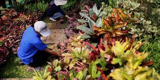 Pengertian flora dan fau ialah sebuah istilah untuk flora yaitu nama kelompok tanaman dan fauna yaitu nama kelompok hewan. Konservasi Flora Dan Fauna Di Indonesia
