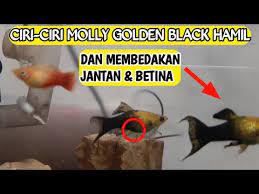 Ciri Ciri Ikan Molly Golden Black Hamil Membedakan Jantan Betina Platy Molly Black Gold Youtube