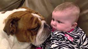 Teddy The English Bulldog Gives Baby Kisses Youtube