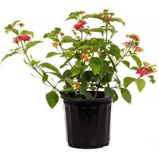 Image result for Lantana angolensis