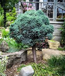 Blue Star Juniper Tree Form Blue Star Juniper Small Evergreen Trees Juniper Trees