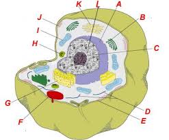 Structure of cell if we study a cell under a microscope, we would come across three features in almost every cell: Unicellular Organisms Lacking A Nucleus And Other Membrane Bound Organelles Circular Dna Description F Animal Cell Structure Animal Cell Parts Cell Structure