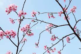 05 jpg sakura