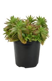 Image result for Crassula alticola