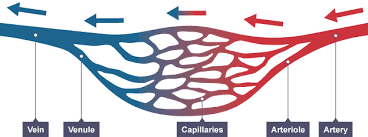 Gcse Biology The Circulatory System Revision 3 Circulatory System Science Revision Arteries