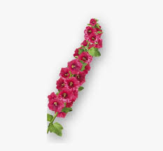 Miriam hufnagl wuchs in vöcklabruck in oberösterreich auf und lernte zunächst geige. Camping 3 Etoiles Avec Piscine Rose Tremiere Sticker Mural Png Image Transparent Png Free Download On Seekpng
