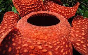 Interesting Facts About Rafflesia The Largest Flower Genus In The World