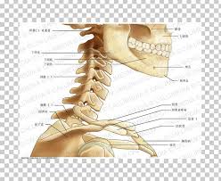 The motion of the neck is described in terms of rotation, flexion, extension, and side bending (i.e., the motion used to touch the ear to the shoulder). Neck Bone Human Anatomy Head Png Clipart Abdomen Anatomy Anatomy Arm Bone Claw Free Png Download
