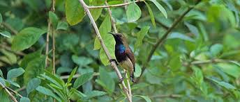 Download and use 10,000+ olive backed sunbird stock photos for free. Olive Backed Sunbird Wikiwand