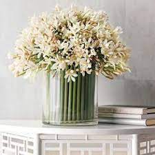 Pin On Agapanthus Flowers